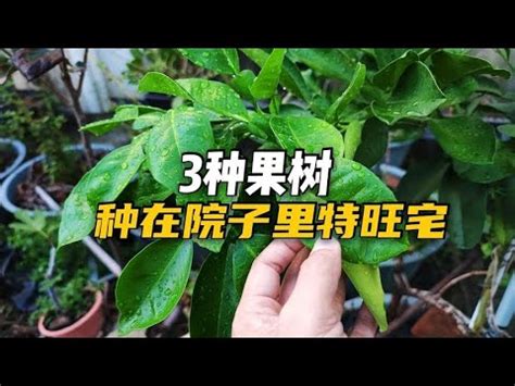 北部適合種的水果|7種懶人必種北部果樹